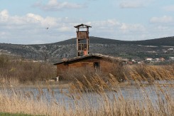 Vransko je jezero stanište četiri vrste ptica ugroženih na europskoj razini