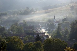 Jagnjedovec