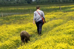 Turopoljska svinja slijedi Iris Beneš iz BED-a