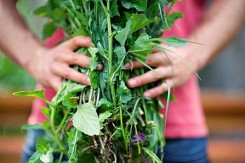 Foto: www.alt-market.com