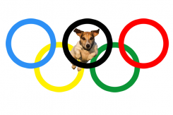 Foto: Dogs Olympic