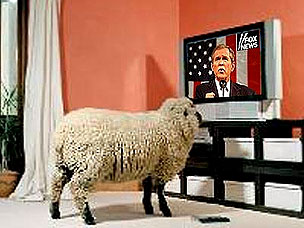bush_sheep.jpg