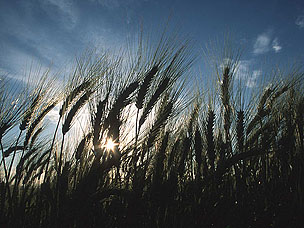 crops.jpg