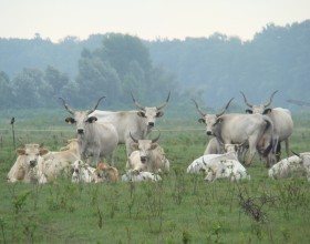 gajna.jpg