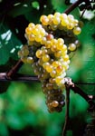 index_malvasia.jpg