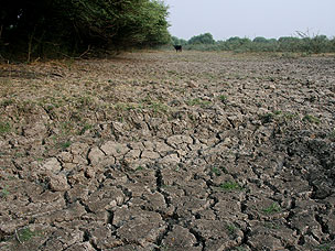 keoladeo1.jpg