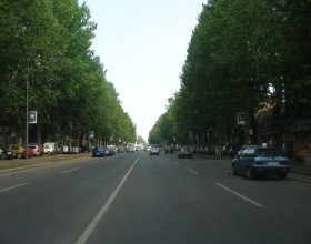 platane3.jpg