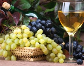 vinogradarstvo.jpg