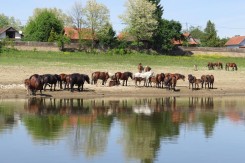Lonjsko polje, Foto: Tibor Mikuška, HDZPP