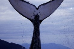 whalefluke.jpg