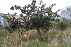 Foto: Zelena Istra