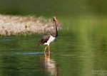 Foto: Goran Šafarek<br>