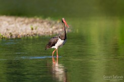 Foto: Goran Šafarek<br>