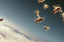 Photo: Screenshot - More Than Honey