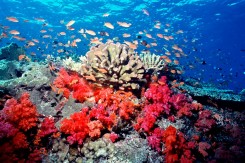 Foto: WWF
