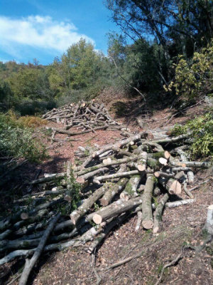 Grane odsječene sa oborenih stabala koje se koriste kao ogrjevno drvo prekrivaju padine u Nacionalnom parku Shebenik-Jabllanicë. Foto: Arlis Alikaj
