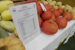 Eko certifikat, foto: HSEP
