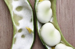 723px_fava_beans_1.jpg