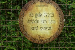 Foto: Haiku Petrović