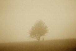 planina2_mirela.jpg