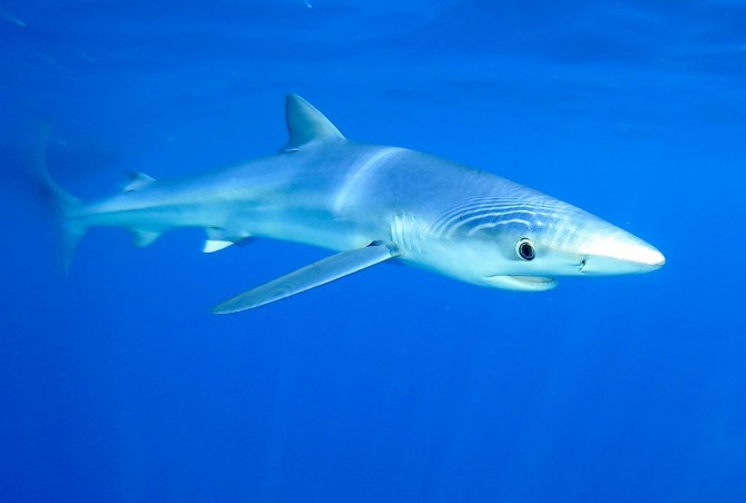 blue_shark_prionace_glauca_credit_lapinski_ailerons_2.jpg