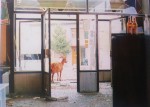 Napuštena koza u Sunji u jesen 1991. (Foto: Dean Bertonocelj)