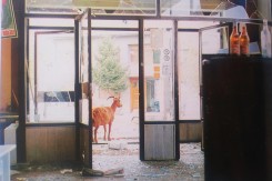 Napuštena koza u Sunji u jesen 1991. (Foto: Dean Bertonocelj)