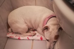 Foto: Prijatelji životinja