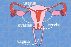 vagina.jpg