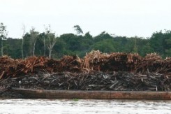 amazona_drvo_copy46202.jpg