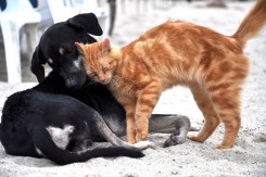 Foto: Prijatelji životinja
