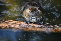 Foto: Sandra Šimunović