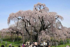 Foto:&amp;nbsp;京浜にけ