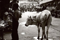 india11.jpg