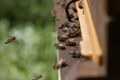 Foto: Stadt Wien - Wiener Gewassrer