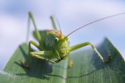 viridissima_100883_960_720.jpg