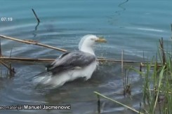 galeb_hrt.jpg