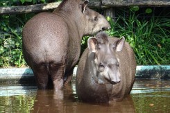tapiri_zoozg.jpg