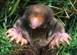 Foto: Kenneth Catania, National Science Foundation / Wikipedia<br>