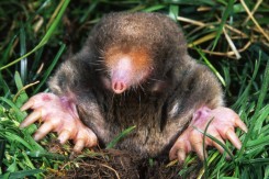 Foto: Kenneth Catania, National Science Foundation / Wikipedia<br>